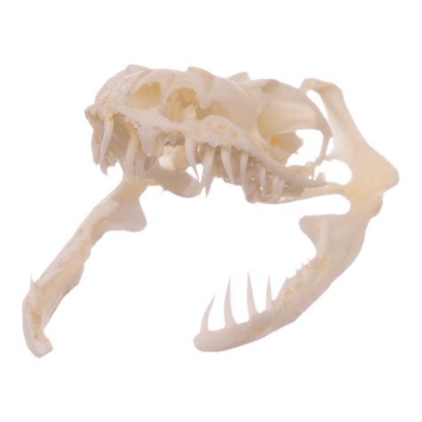 Burmese Python Skeleton に対する画像結果