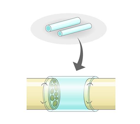 Afbeeldingsresultaten voor Nerve Conduit Transplantation