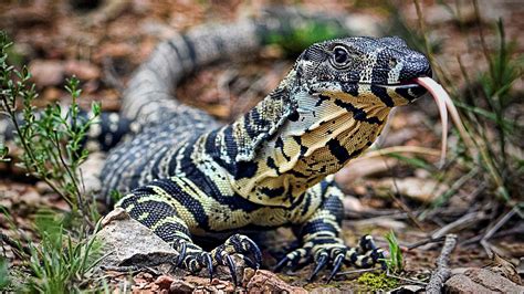 Image result for Australian Monitor Lizard