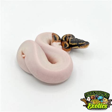 Image result for White Panda Ball Python