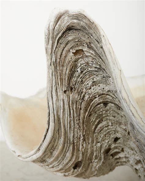 Big Clam Shell に対する画像結果