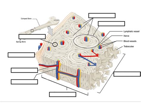 Compact Bone Labeling Worksheets に対する画像結果