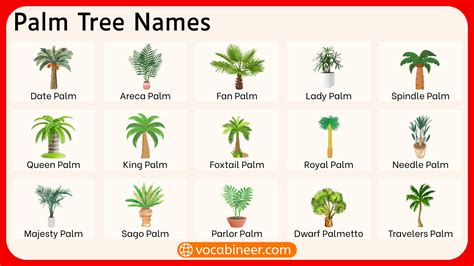 Different Palm Tree Types に対する画像結果