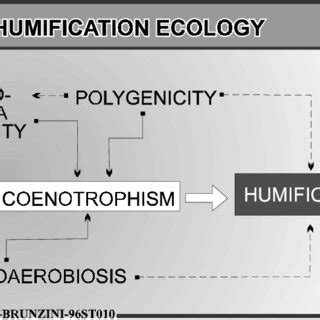 Image result for Humification in Plants