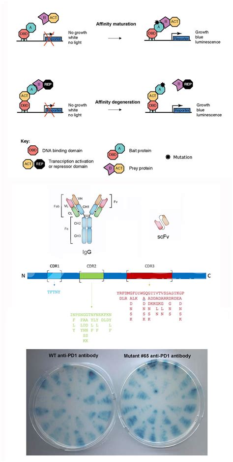 Image result for Antibody Affinity Modification Computer