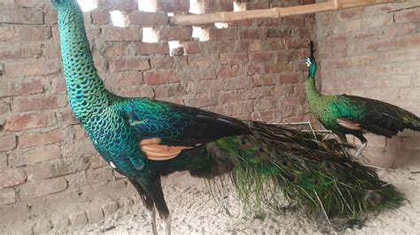 Image result for Java Peacock