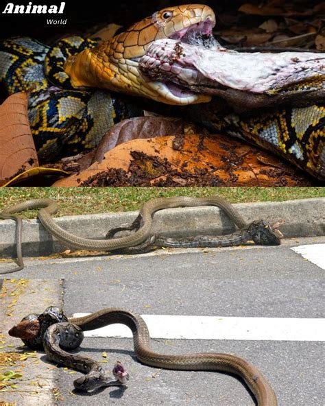 King Cobra Python Legnth に対する画像結果