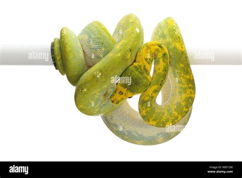 Image result for Green Tree Python White Background