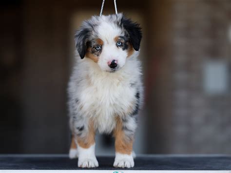 Image result for Mini Aussie Breed