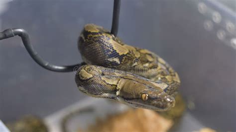 Afbeeldingsresultaten voor Reticulated Python with White Background