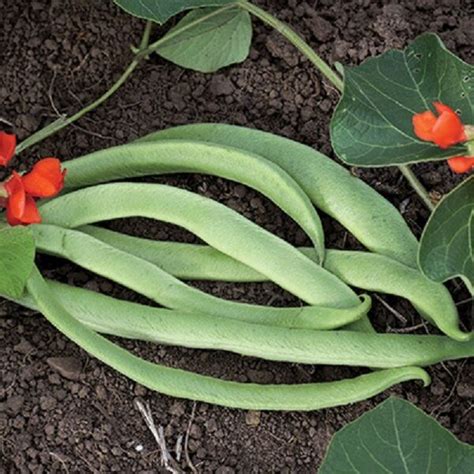 Afbeeldingsresultaten voor Lady Di Runner Beans
