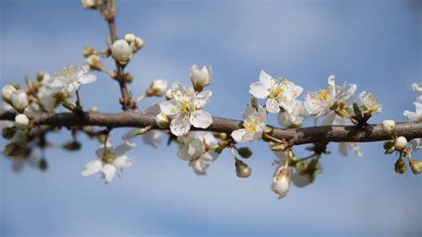 Afbeeldingsresultaten voor Create Tree Chart