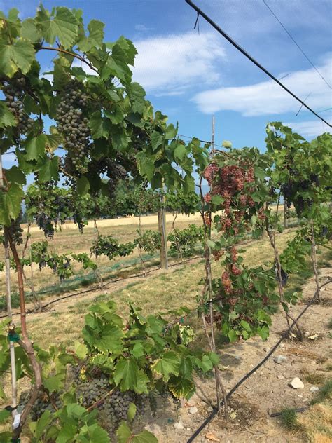 Image result for Edge Impulse Vineyard Irrigation