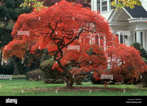 Image result for Japanese Maple Tree Fall
