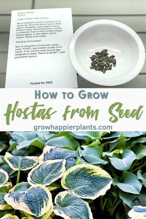 Image result for How to Propagate Hostas