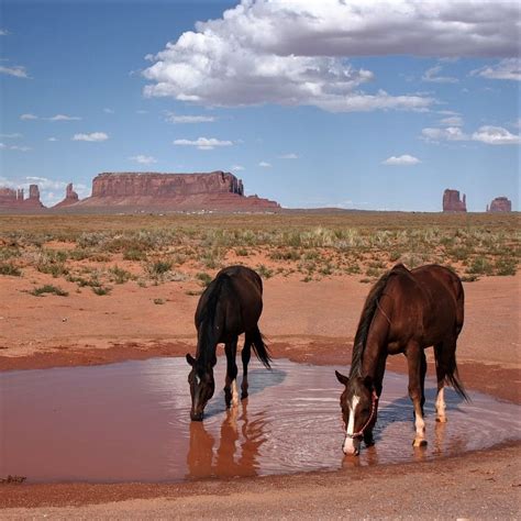 Image result for Apache Language Translator