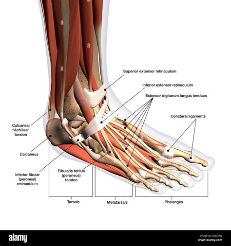 Toradh íomhá ar Front of Foot Anatomy Diagram