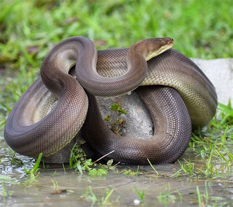 Image result for Olive Python Teeth