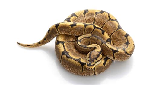 تصویر کا نتیجہ برائے Spider Ball Python