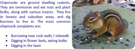 Afbeeldingsresultaten voor How to Keep Chipmunks From Garden