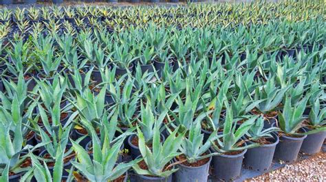 Image result for Century Plant Cactus