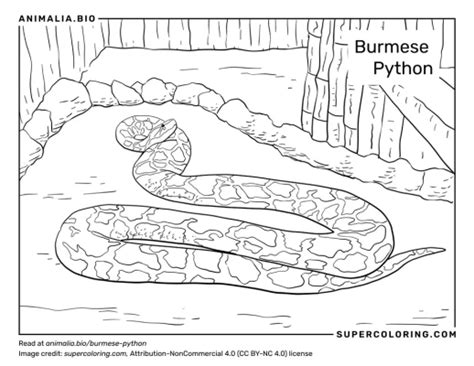 Image result for Burmese Python Food Chain