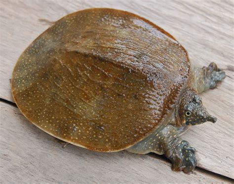 SoftShell Turtle に対する画像結果