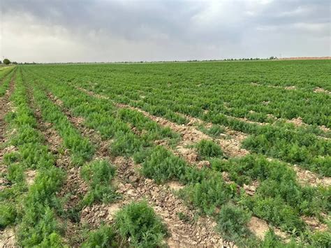 Image result for Open Field Planting