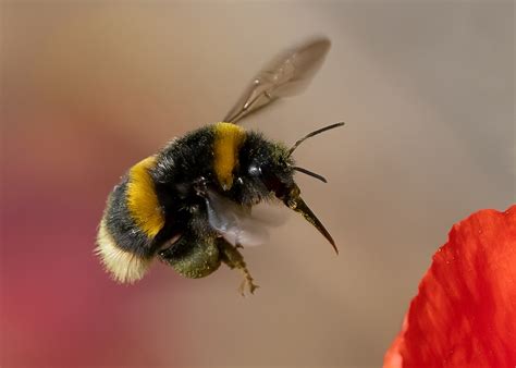 Image result for Bumble Bee Suppra