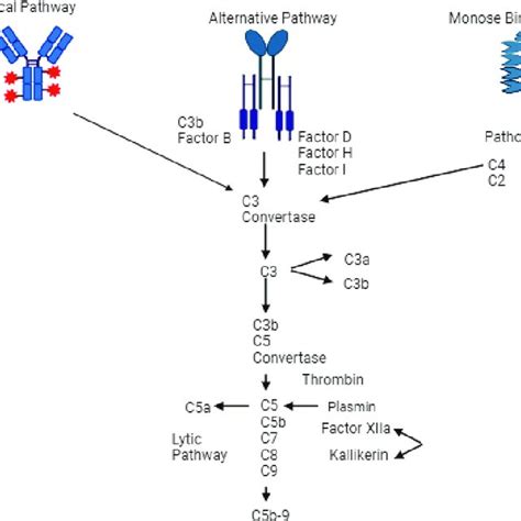 Image result for Complement Cascade Pathway