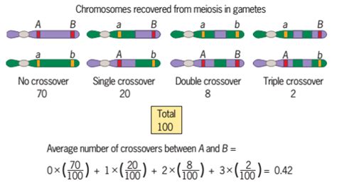 Image result for Simple Genetic Map