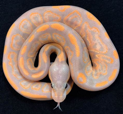 Image result for Specter Ball Python for Sale