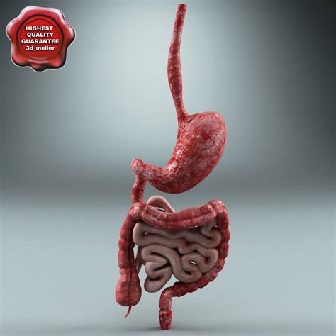 Image result for Python Digestive System