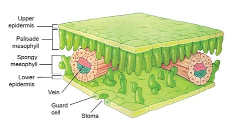 Mesophyll Cells Diagram に対する画像結果