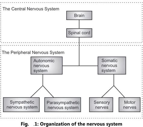 Image result for Peripheral Nervous System Process