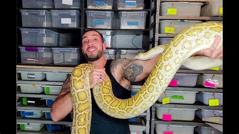 Image result for Big Pet Snakes