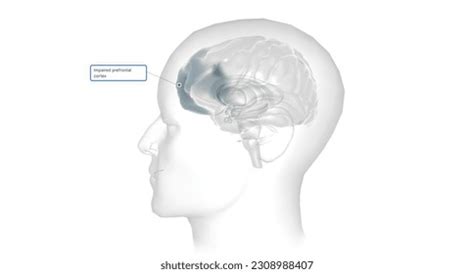 Image result for Prefrontal Cortex Real Brain