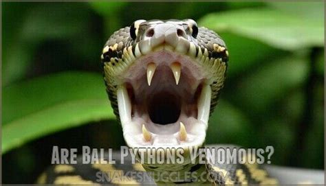 Image result for Teeth Ball Python