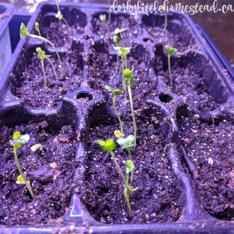 Image result for Seed Starting Basics