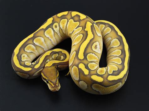 Image result for Snake Background Ball Python