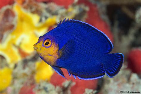 Image result for Fish Oocyte