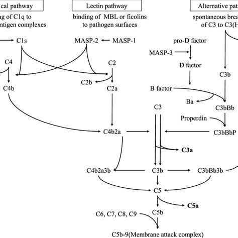 Image result for Common Complement Pathway