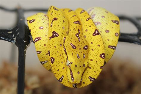 Green Python Hatchlings に対する画像結果