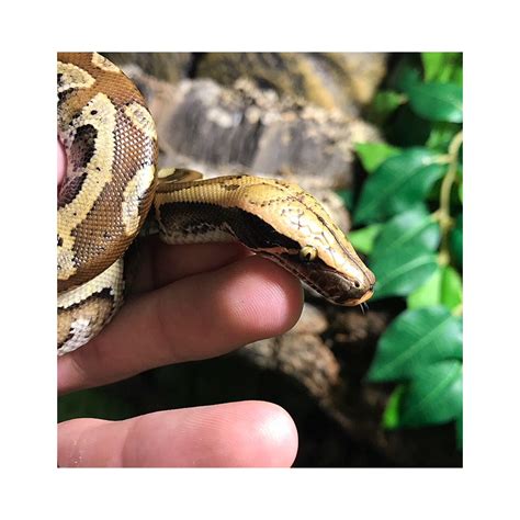 Toradh íomhá ar Bloed Python