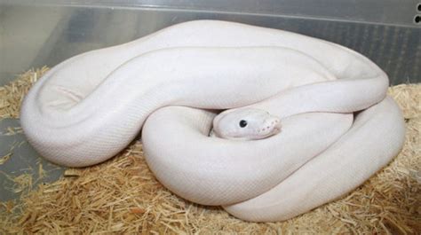Image result for White Python