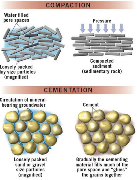 Image result for Compaction Digestive System