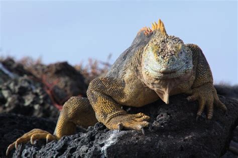 Image result for Rock Iguana