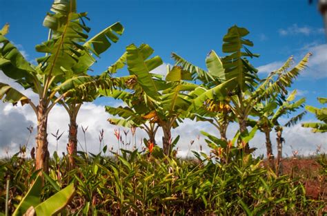 Image result for Java Banana Tree