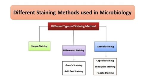 Image result for Simple Staining Technique