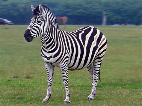 Image result for Zebra HD Images